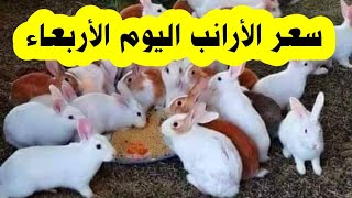 سعر الأرانب اليوم الأربعاء 11-10-2023 / أسعار سلالات الأرانب