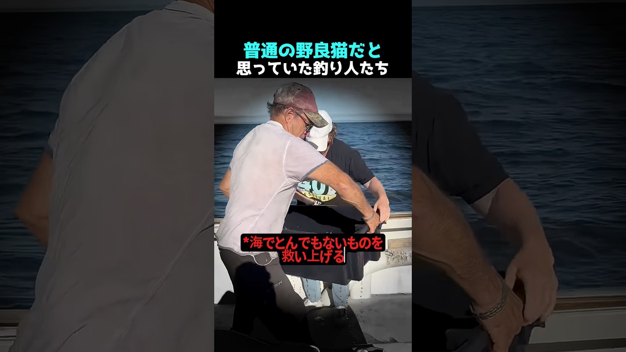 普通の野良猫だと思っていた釣り人たち