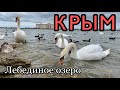 Крым. Лебединое озеро в Евпатории