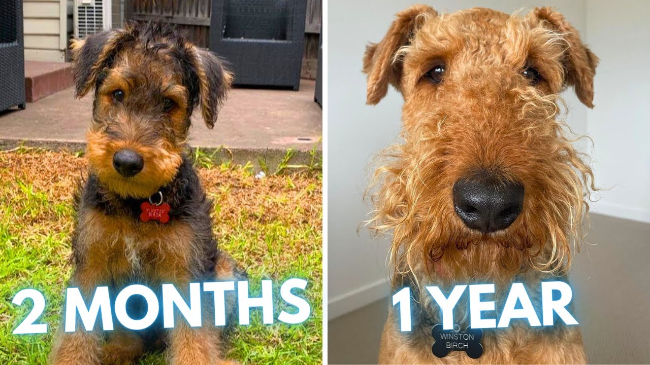 Airedale Terrier Puppy to Dog Transformation (2 Months to 1 Year) - YouTube