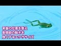 ストレッチポール │ フロッグキック StretchPole® Exercise; Pel-Con 3: Frog Kick