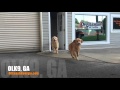 Double Advanced Door Manners! | Golden Retrievers | Dog Training Georgia Double Advanced Door Manners! | Golden Retrievers | Dog Training Georgia