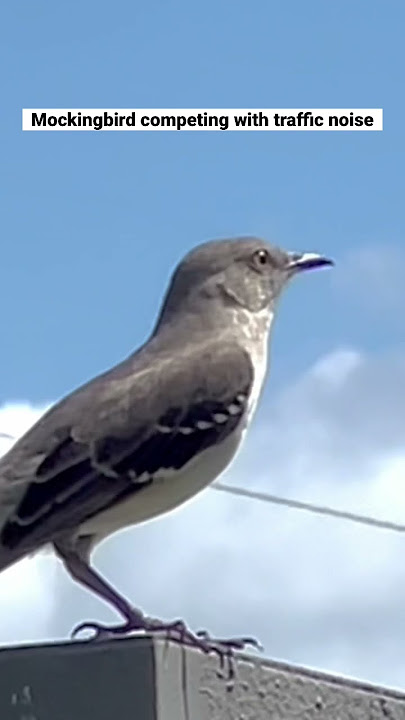 Northern Mockingbird produces different sounds #songbird