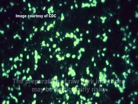 Video: Bakteriel (Yersinia) Infektion I Chinchilla