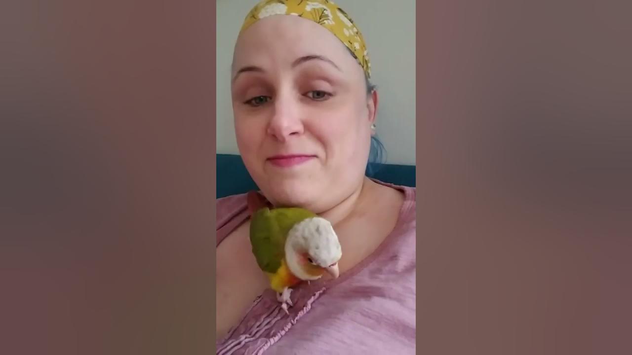 Mating season Green Cheek Conure parrot keeps coming onto me YouTube