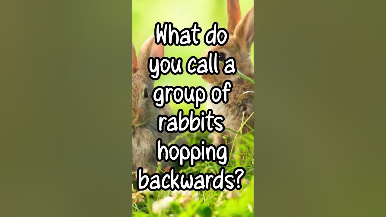 🤔 What do you call a group of rabbits, hopping backwards ? 😂 YouTube