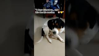 “Missed us more than we thought 🥹🐾”#Kleos#DogLove#EmotionalMoment#HappyDog#DogReaction#DogShorts