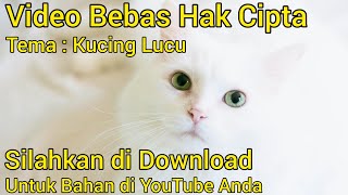 Video Kucing Lucu Bebas Copyright/Video Bebas reupload/Video Bebas Hak Cipta/Silahkan di Download
