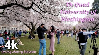 Details 4k Walking Tour of Seattle Cherry Blossoms at The Quad - University of Washington. News
