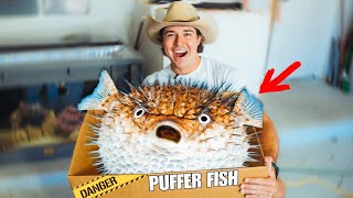 I Bought the BIGGEST PUFFER FISH I Could Find…