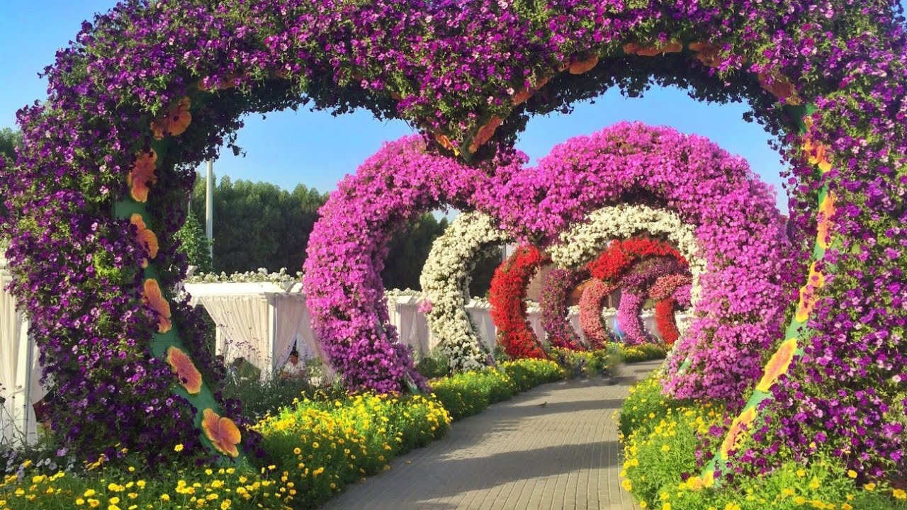 Miracle Garden Dubai // World's largest natural flower Garden