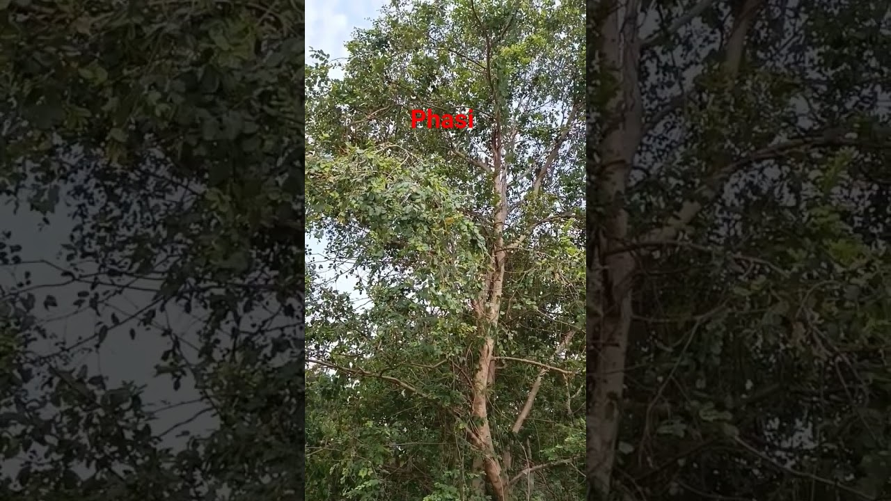 Phasi tree, 