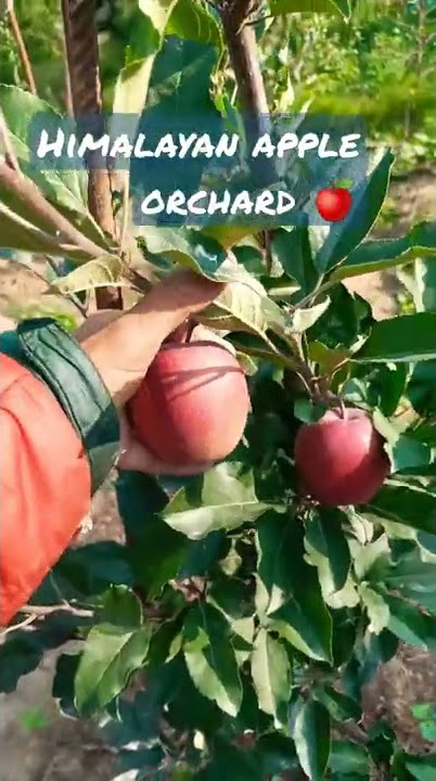 #Dark baron gala 🍎#modern farming #gala #himalyan Farm #himachal Pradesh #Quality Apple 🍎🍑🍏🍏🍐