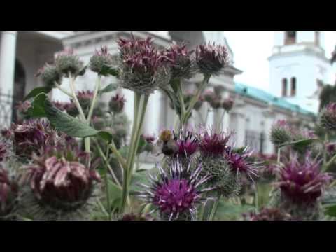 Видеоролик: Колокольный звон в Спасском соборе