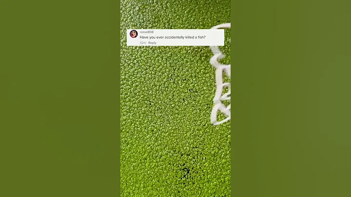 How I Accidentally Killed 2 Fish 🪦