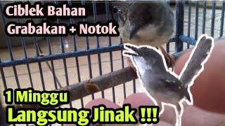 Download Lagu CARA MENJINAKAN BURUNG CIBLEK BAHAN AGAR TIDAK GRABAKAN | TIPS MENJINAKAN BURUNG
