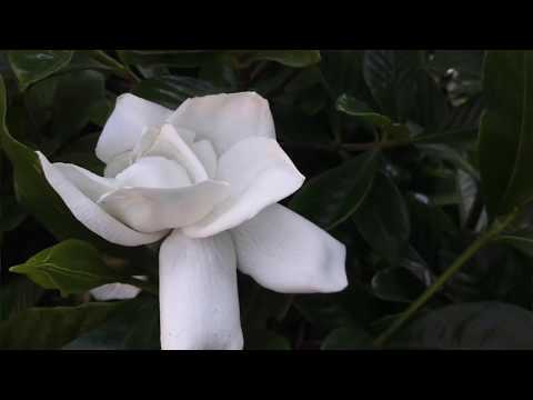 Video: Scopri come trapiantare una gardenia in un posto nuovo