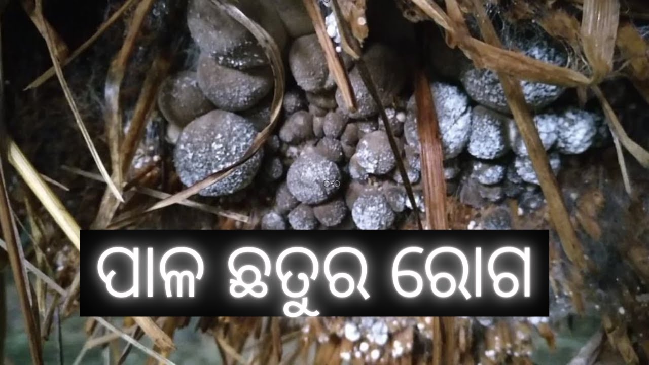 Diseases In Paddy Straw Mushroom | ପାଳ ଛତୁ ରୋଗ |  mushroom cultivation in oriya