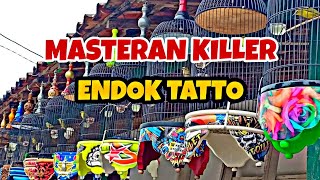 MASTERAN PLECI KILLER ENDOK TATTO!!!COCOK UNTUK BURUNG OMBYOKAN/LOLOHAN