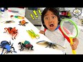 Ryans bug catching pretend play and learn insect facts for kids