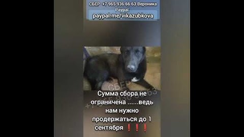 Собаки голодают😩Помогите🙏🏻 #помощь #животные #суперсобака #собака #спасисобаку