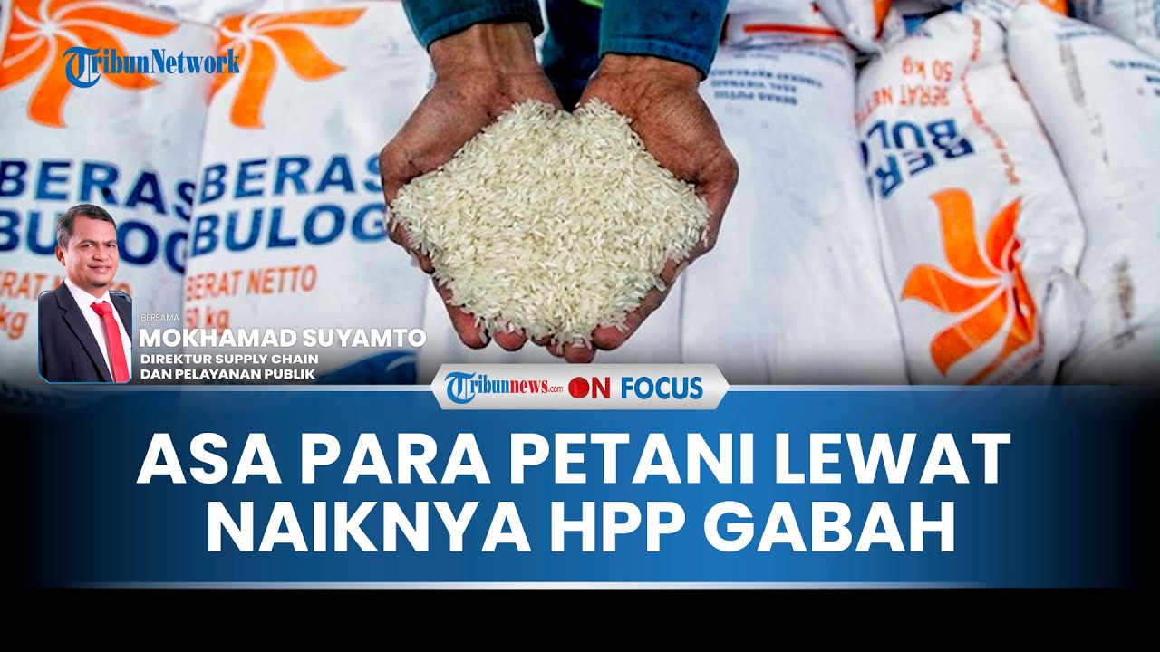 ON FOCUS Asa Baru Naiknya HPP Gabah Jadi Rp 6.500, Bulog Siap Serap Langsung Beras dari Petani