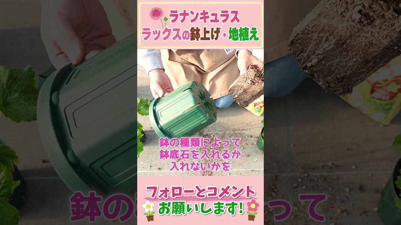 限定1セット❗ラナンキュラスラックスポンポン沢山❗鉢には2〜3