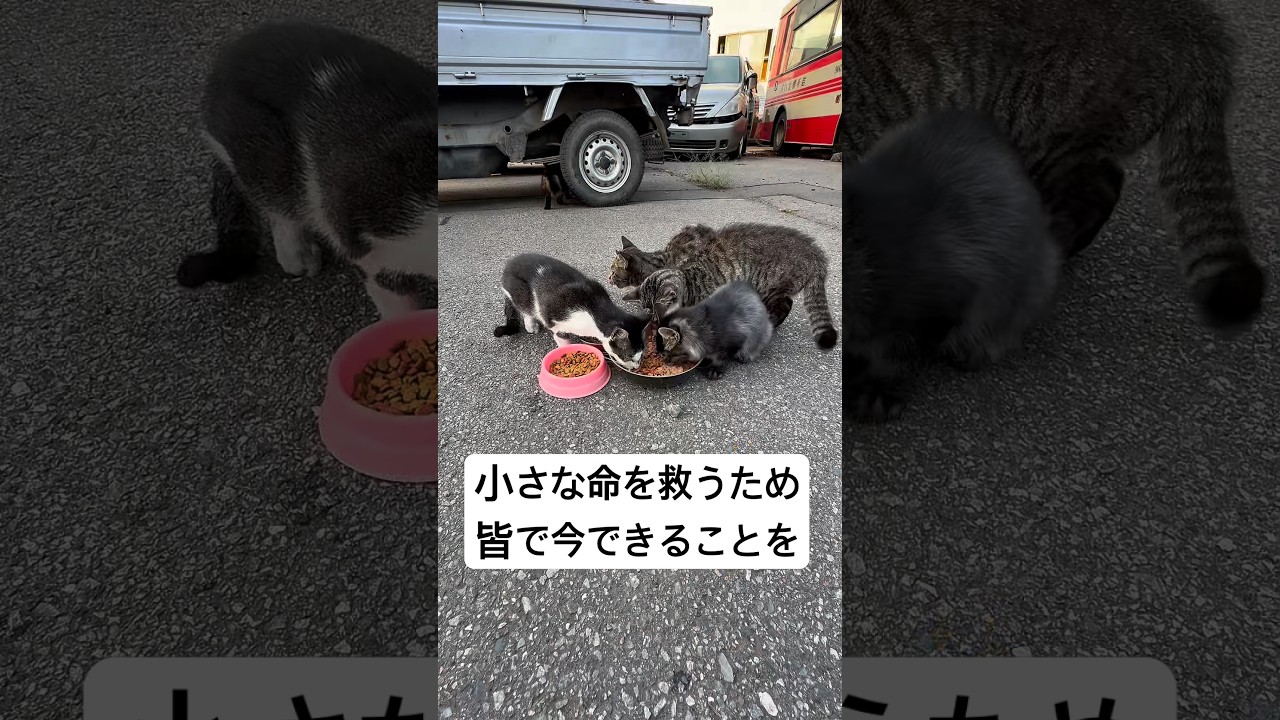 皆様、いつも応援ありがとうございます。皆様からのご支援のおかげで、たくさんの猫達が、避妊去勢手術、病気やけがの治療をうけることができます！猫達の命を救い守る活動へのご協力を心から感謝申し上げます！