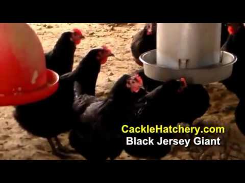 black giant hen