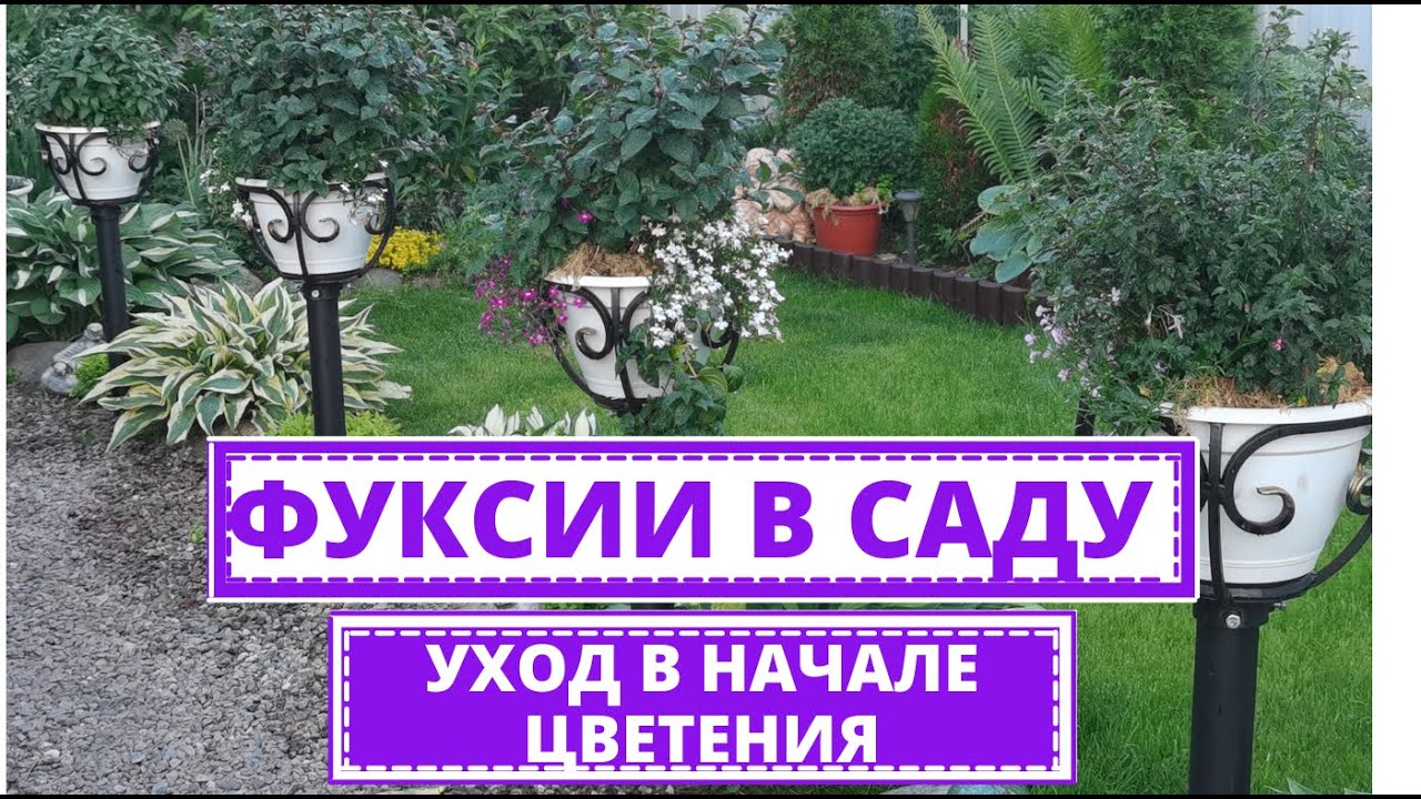 ФУКСИЯ правильный  уход в жару. Начало цветения ИЮНЬ