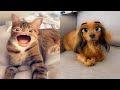 Pets Try On Snapchat Filters