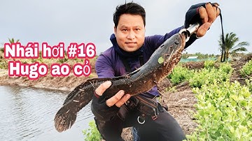 Câu Cá Lóc Bằng Nhái Hơi p16.Săn Hugo Bú Bình Test Thực Tế Nhái Hơi Đồ Câu Đại Ngáo| Đại Ngáo Vlog