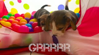 BEAGLE PUPPIES DESTROYING A BALL PIT : 4 Weeks Old