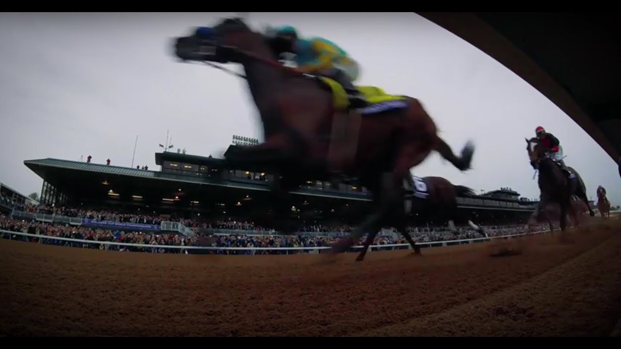 horse racing news GO PRO: American Pharoah wins Grand Slam