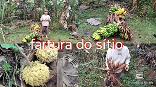 fartura na roça/colheita com variedade de alimentos #farturanaroça #vidanaroça #vidasimples