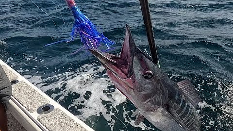 Wahoo / Mahi / Scamp grouper fishing Destin Florida / Finatical charters / invincible 33 catamaran