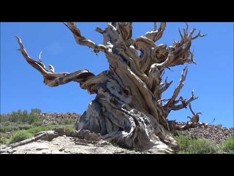 Video: Dove si trovano i pini bristlecone?