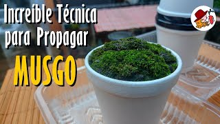 MUSGO: Increíble Técnica para propagarlo Rápido