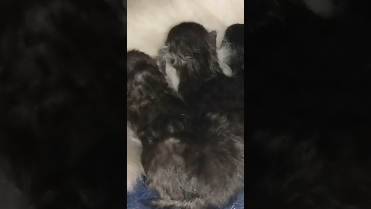 latest addition to my family... Ashley with her kitties 