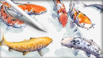 Watercolor Koi fish clipart | Procreate