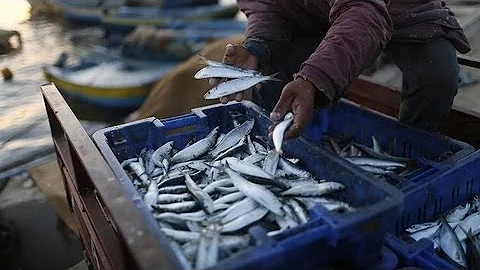 EU fishing reform aims to tackle dwindling stocks