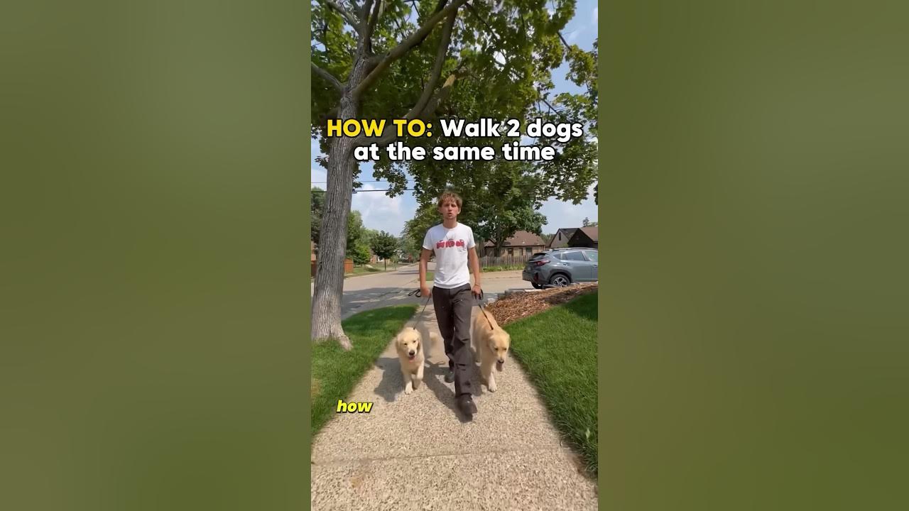 HOW TO Walk 2 dogs at the same time.🦮🦮 dog dogtraining 