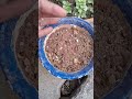 अपराजिता प्लांट बीज से उगाए बस चार दिन में#gardeningideas#plant#ytshorts