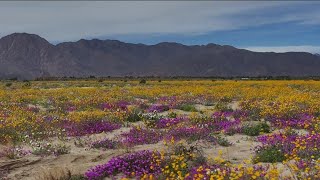 Above San Diego | AnzaBorrego Desert wildflowers