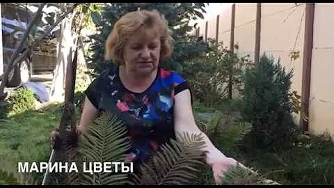 ПАПОРОТНИКИ -готовим к зимовке  правильно !