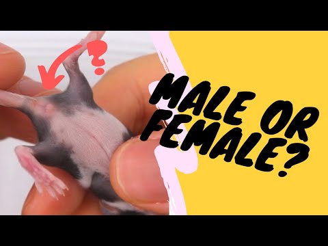 Video: How To Determine The Gender Of A Mouse