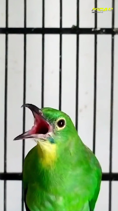 cucak ijo betina gacor