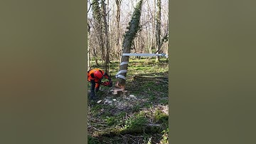 Hung-up tree winch roll out.