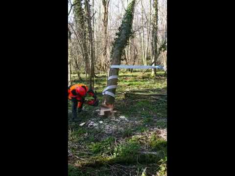 Hung-up tree winch roll out.