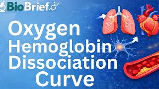 Oxygen Hemoglobin Dissociation Curve Explained | Right & Left Shift, P50, Bohr Effect